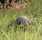 【黒い砂漠】今週のやることまとめ【9/25~】 17 image 70